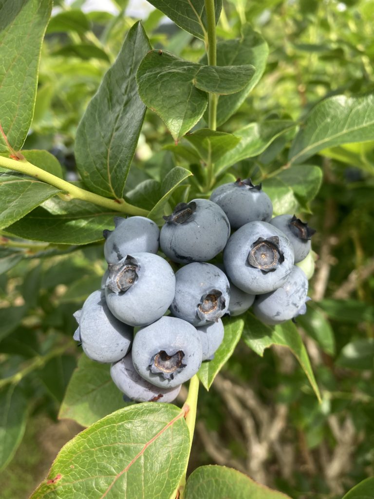 開田高原 ページ 2 ロッジ上天気
